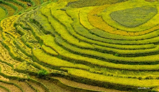Toàn cảnh ruộng bậc thang Y Tý mùa lúa chín