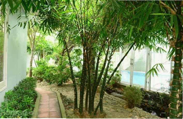 Toàn cảnh Tre Nguồn Resort Thanh Thủy với không gian xanh mát