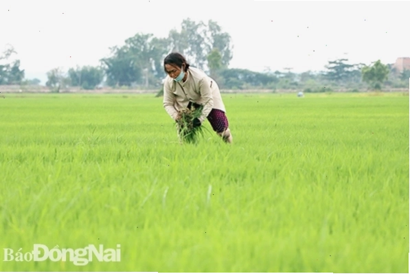 Toàn cảnh xã Phú Điền, Tân Phú, Đồng Nai