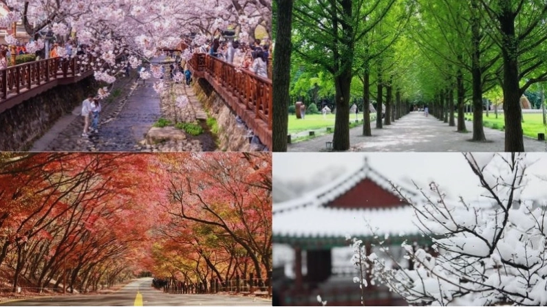 Tổng quan khí hậu Hàn Quốc với bốn mùa rõ rệt