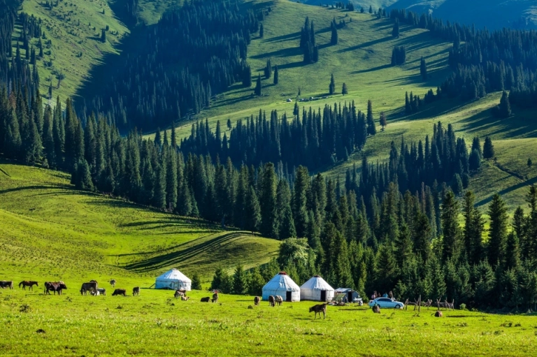 Top Thảo Nguyên Đẹp Nhất Việt Nam: Khám Phá Vẻ Đẹp Bao La Của Thiên Nhiên