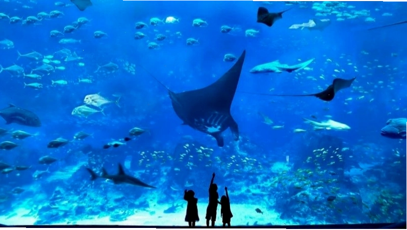 Trải nghiệm đi chơi tại Sea Aquarium với không gian bao la