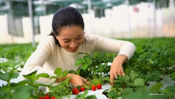 Trải nghiệm du lịch nông nghiệp giúp du khách tham gia hoạt động nông nghiệp thực tế và gắn kết hơn với thiên nhiên