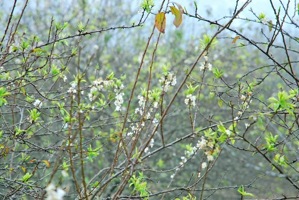 Trải nghiệm hái quả tại vườn Plum Hill
