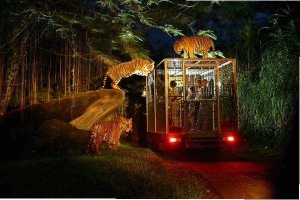 Trải nghiệm khám phá vườn thú đêm Night Safari