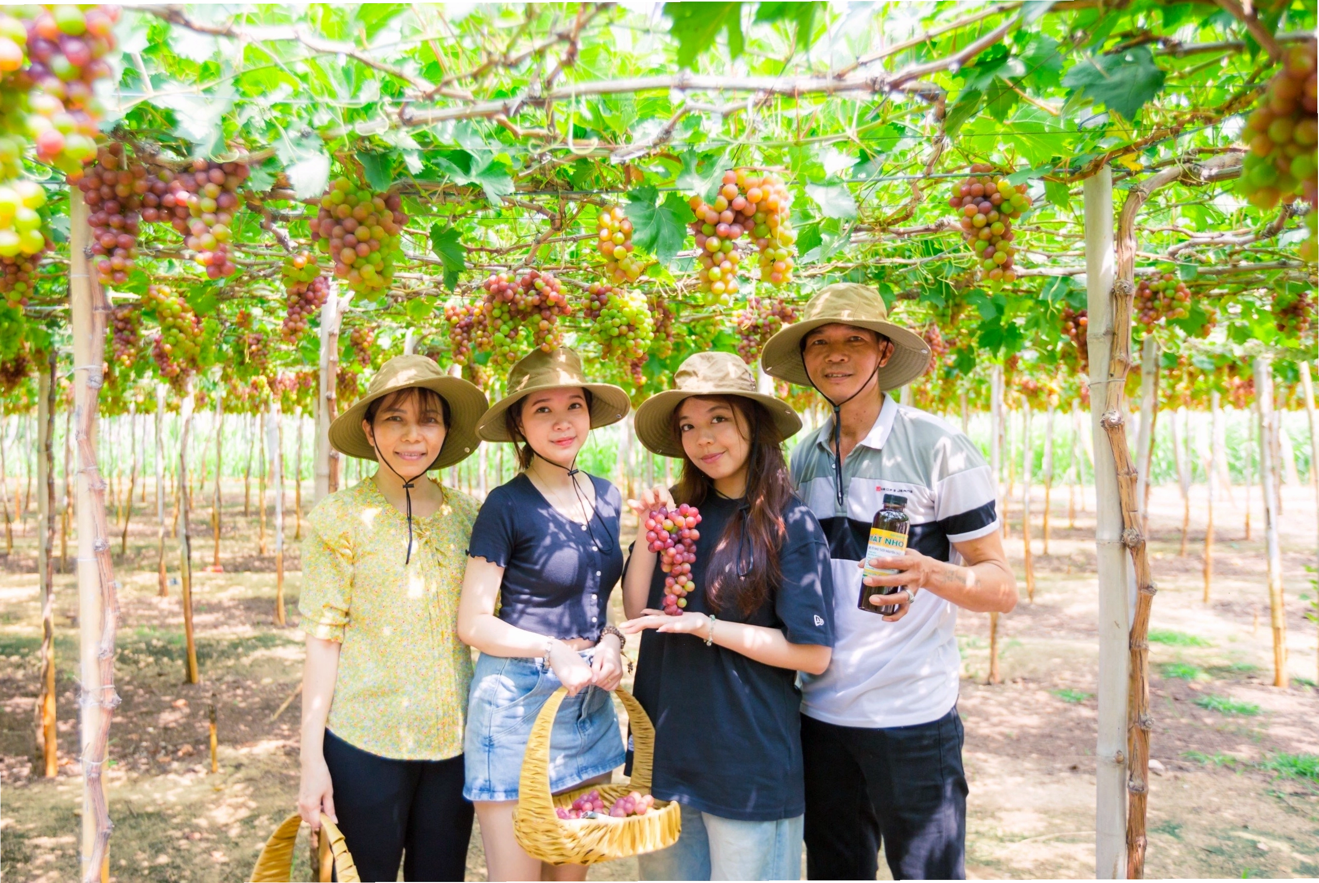 Trải nghiệm tham quan và hái nho tại vườn tại Hoa Nắng Fram