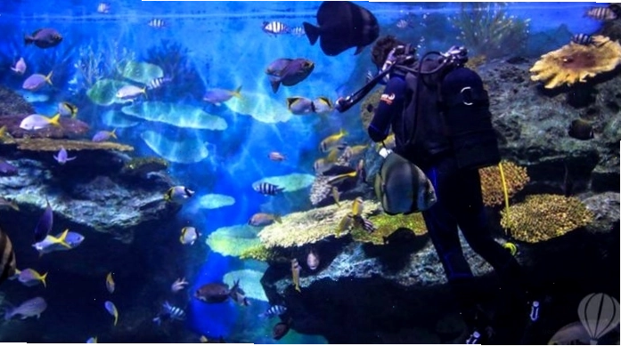 Trải nghiệm tour tham quan hậu trường tại Sea Life Bangkok