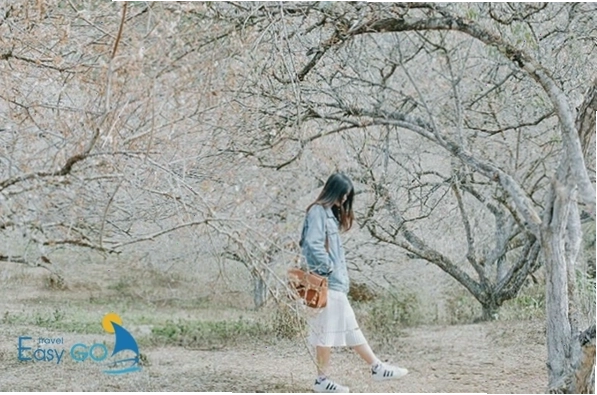 Trang phục mùa xuân Mộc Châu ấm áp, năng động với áo hoodie và chân váy xếp ly