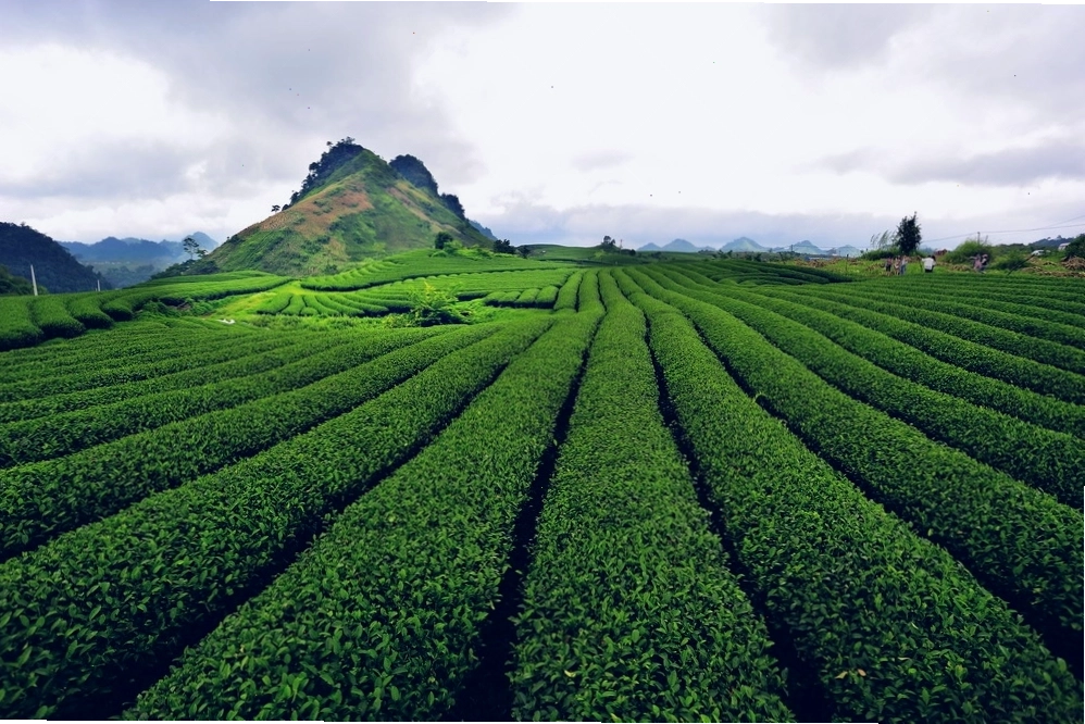 Trang trại bò sữa Mộc Châu xanh mướt