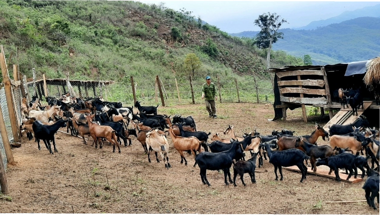 Trang trại chăn nuôi dê của ông Moong Phò Ngọc, một điển hình kinh tế hiệu quả tại bản Khánh Thành, Nậm Cắn