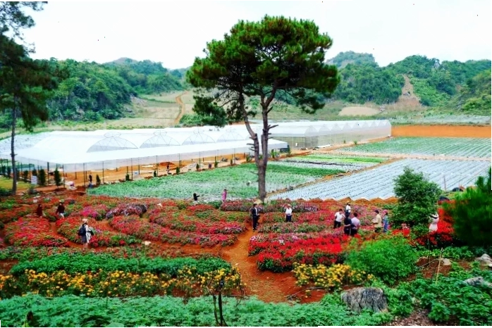 Trang trại Chimi Farm với những luống dâu tây xanh tốt