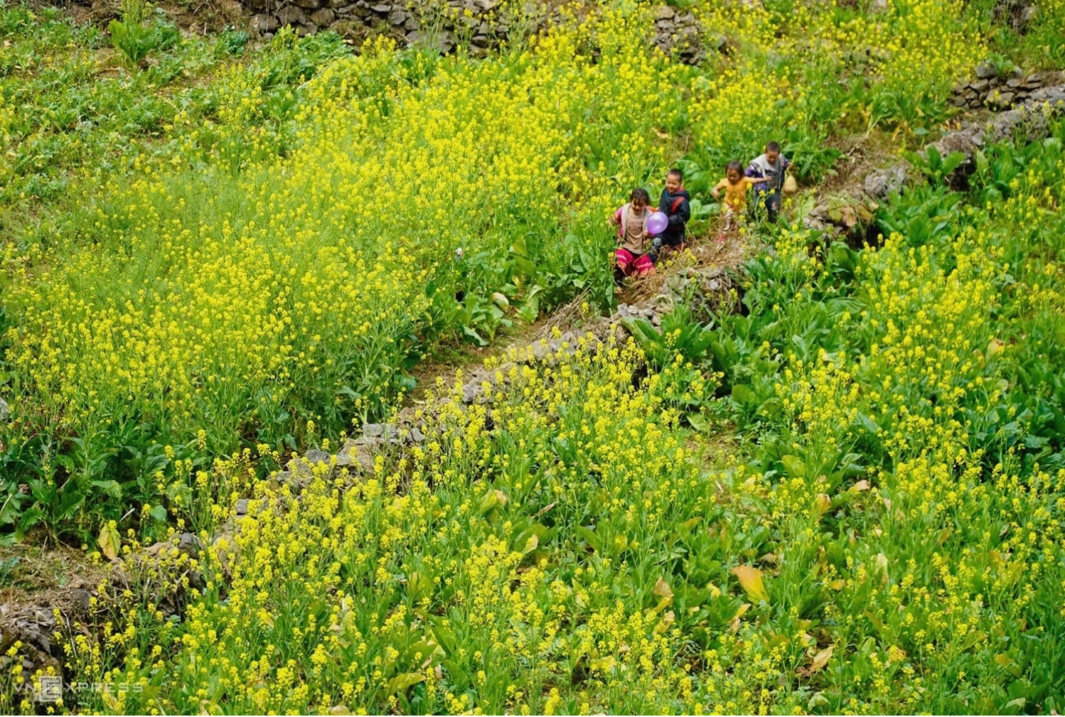 Trẻ em nô đùa giữa luống hoa cải vàng tại Hà Giang