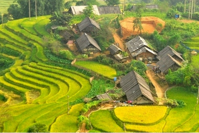 Trẻ em vùng cao vui đùa bên gốc chè cổ thụ