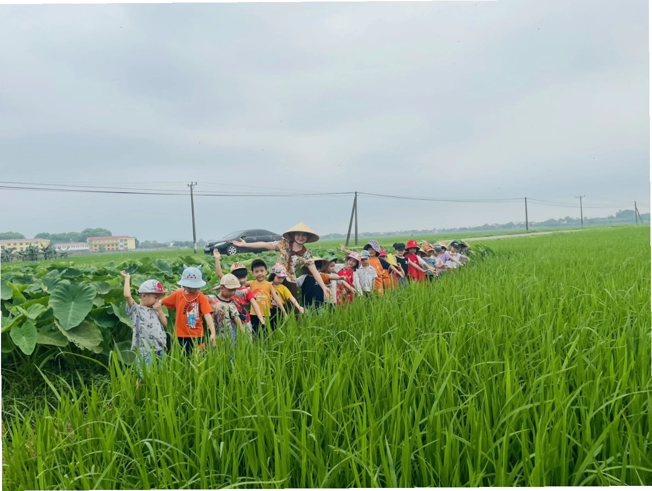 Trẻ nhỏ say sưa quan sát cây lúa
