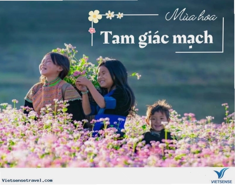 Trekking Hà Giang mùa hoa tam giác mạch tím hồng