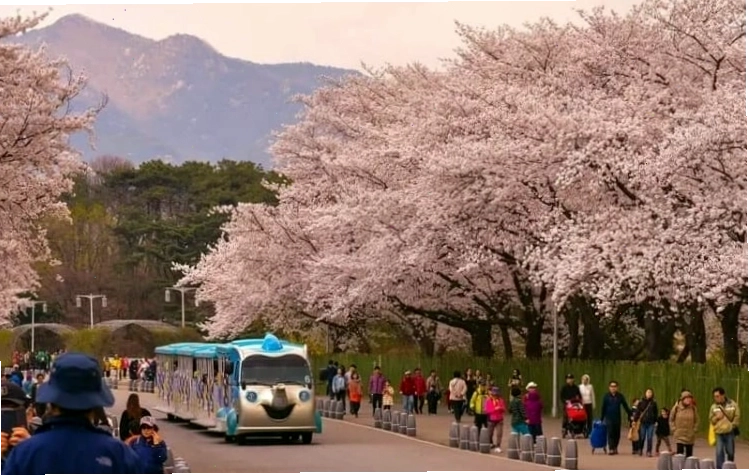 Ulsan mùa xuân với tiết trời dịu nhẹ, trăm hoa khoe sắc