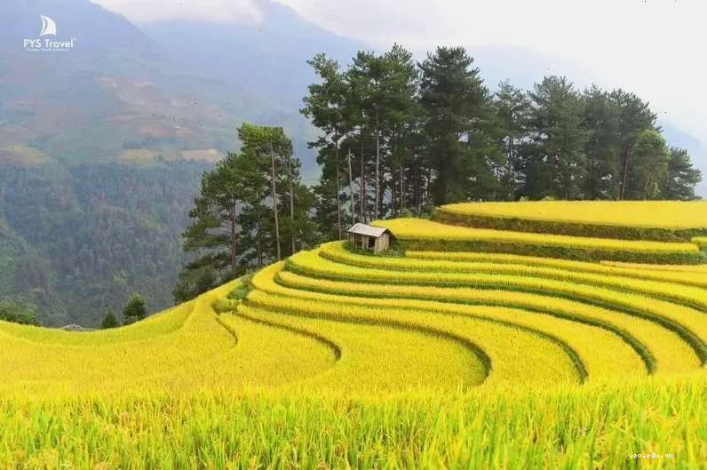 Vẻ đẹp của đồi mâm xôi La Pán Tẩn vào mùa lúa chín