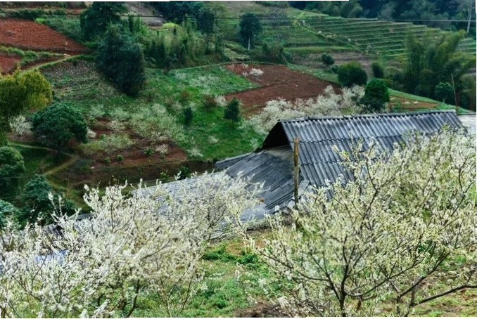 Vẻ đẹp của hoa mận trắng trên cao nguyên đá Hà Giang