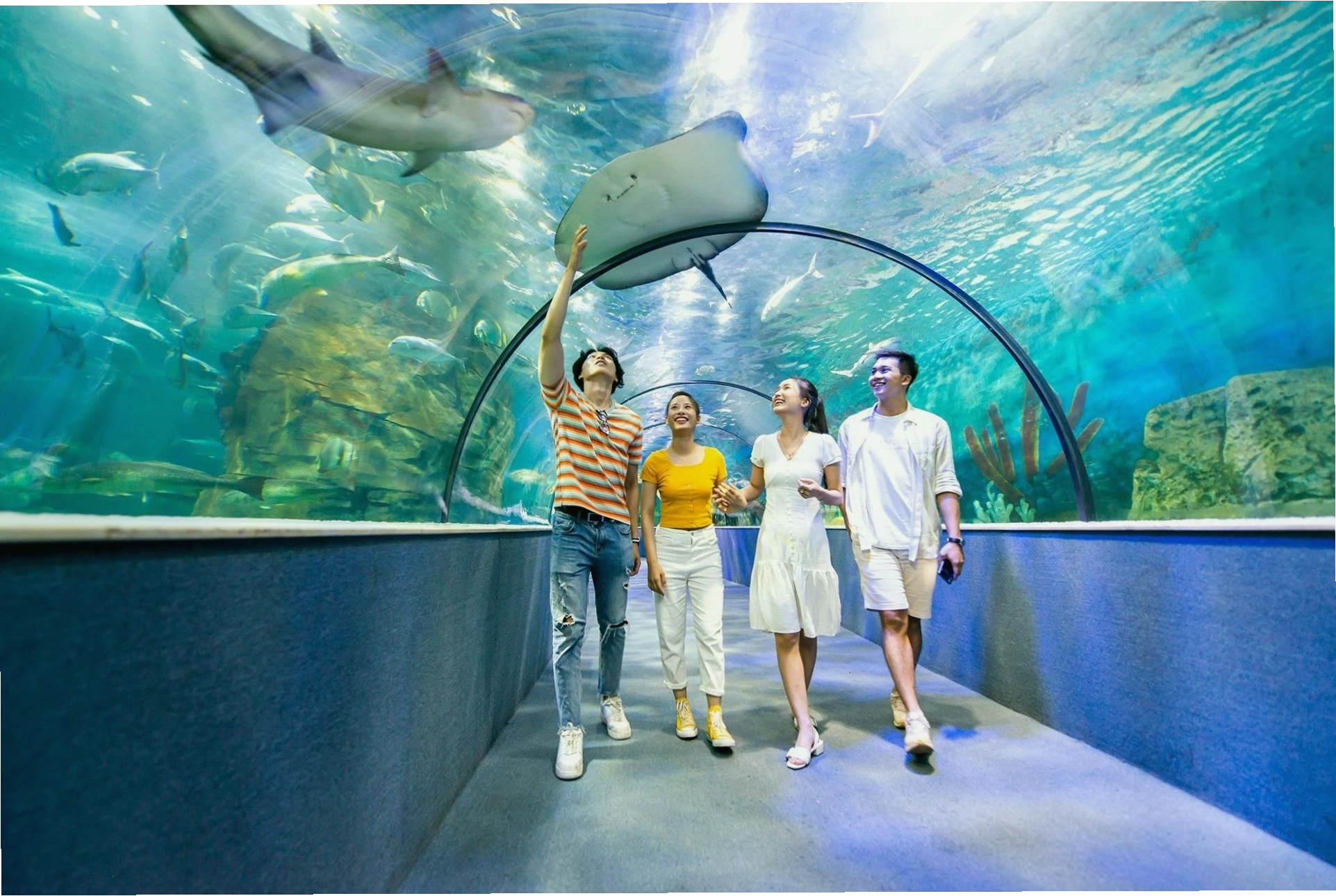 Vẻ đẹp đa dạng sinh vật biển tại Thủy Cung Vinpearl Aquarium
