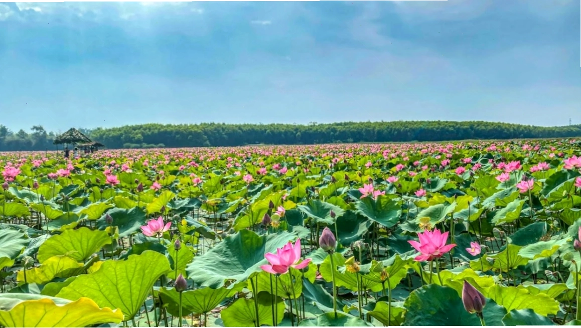 Vẻ đẹp hoang sơ và thanh bình tại Đầm Sen Kim Giao