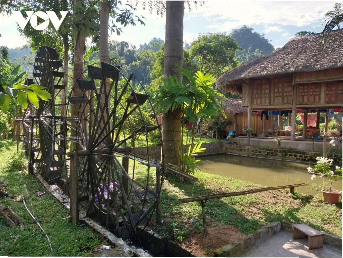 Vẻ đẹp hùng vĩ của rừng Hà Giang với cây cổ thụ ngàn năm tuổi