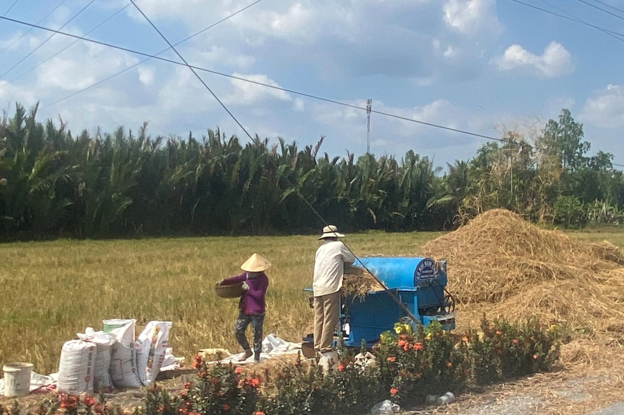 Vẻ Đẹp Hút Hồn Của Cánh Đồng Quê Miền Tây: Khám Phá Vẻ Đẹp Nguyên Sơ