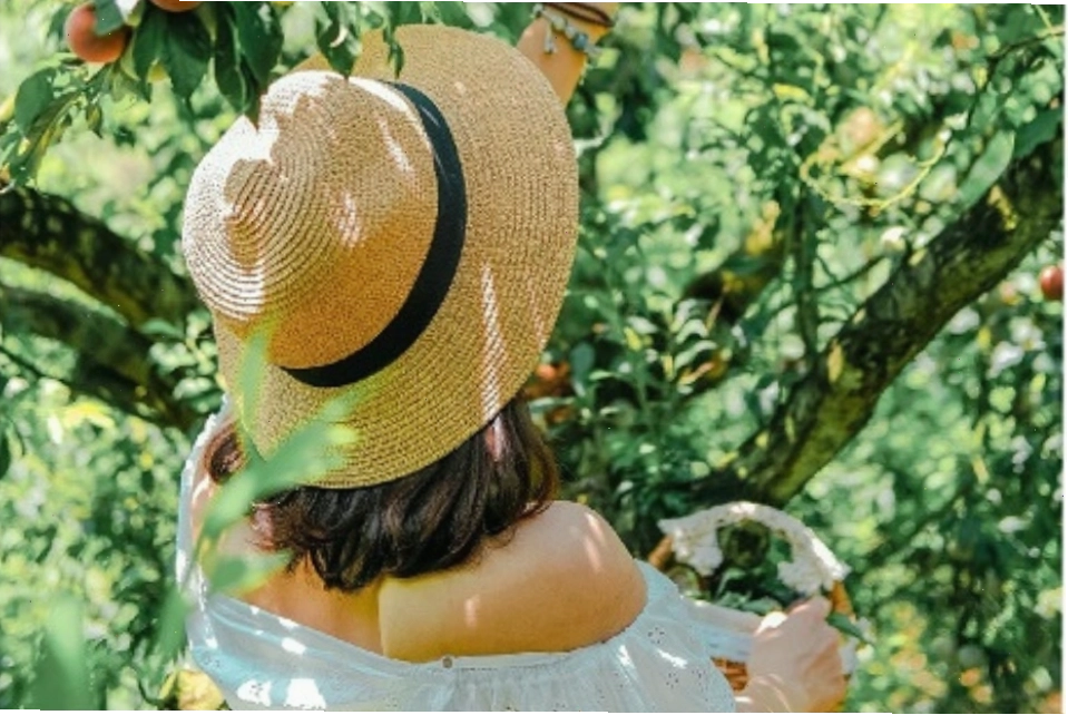 Vẻ đẹp mộc mạc của vùng cao Mộc Châu mùa mận chín, tương đồng với không khí tại Lao Xa