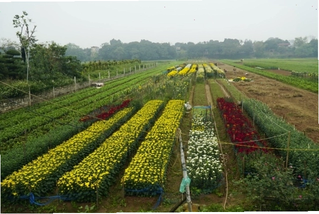 Vẻ đẹp rực rỡ của vườn hoa tại Phủ Lý