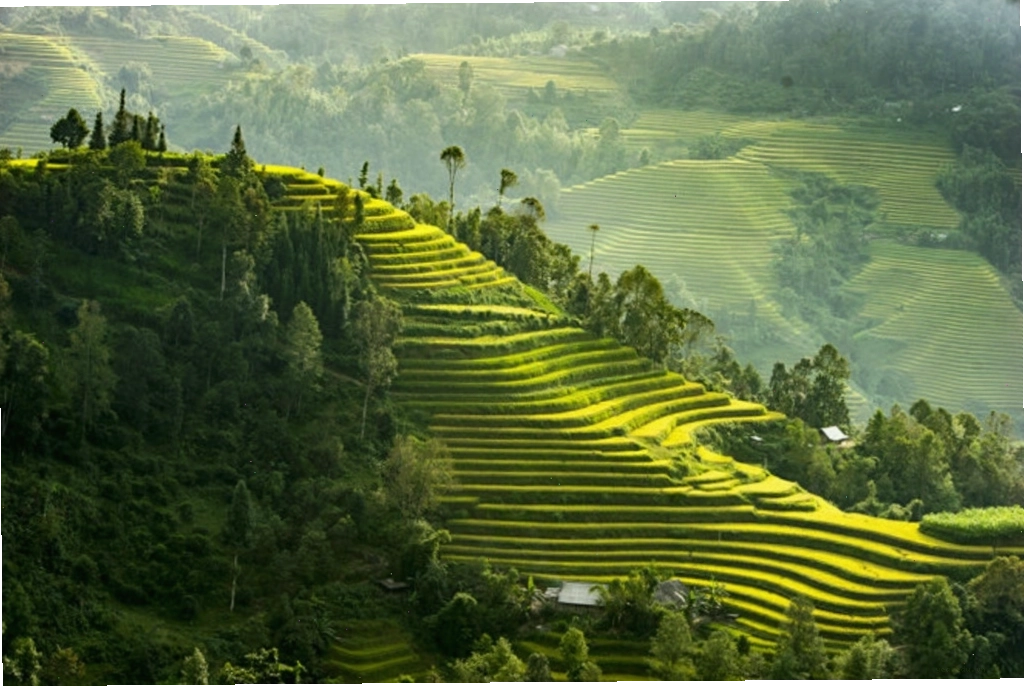 Vẻ đẹp ruộng bậc thang Hoàng Su Phì mùa lúa chín