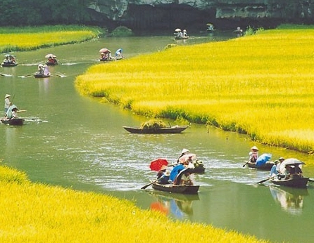 Vẻ đẹp say đắm của cảnh ruộng lúa Việt Nam qua từng mùa