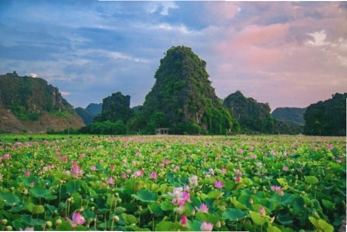 Vẻ đẹp thanh bình của đầm sen Việt Nam