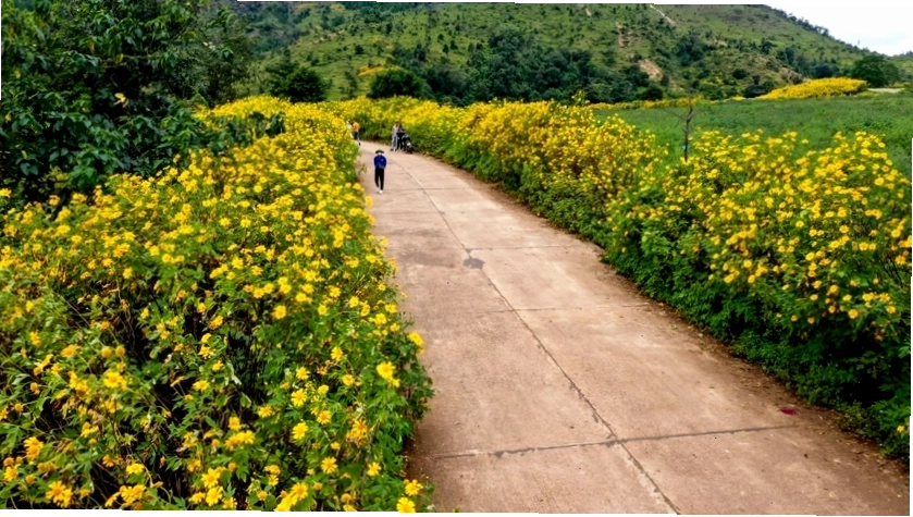 Vẻ đẹp thơ mộng của những con đường hoa dã quỳ ở Gia Lai