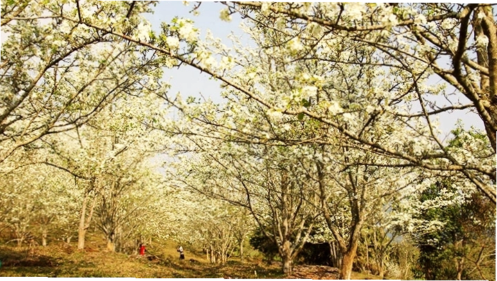 Vẻ đẹp tinh khôi của hoa lê Tuyên Quang