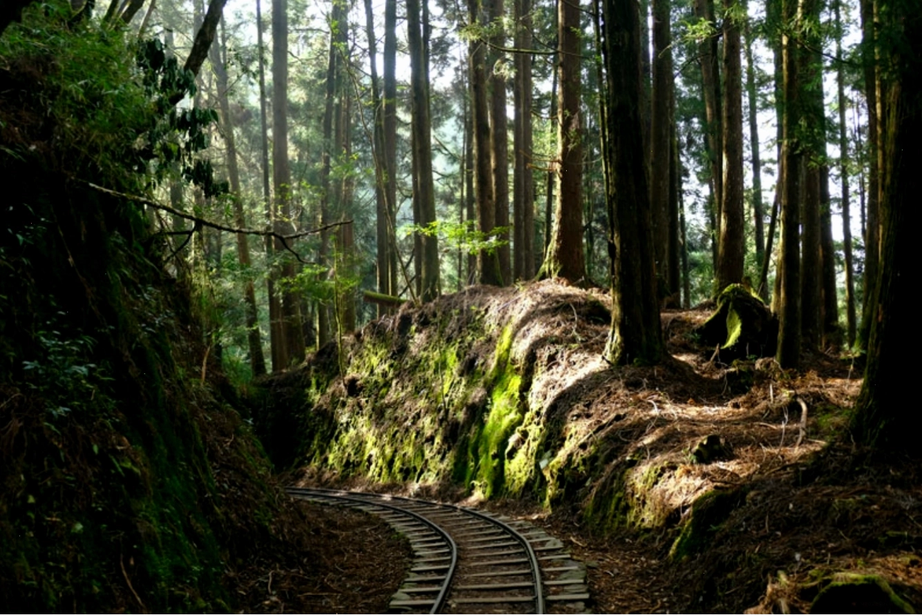 Vẻ hùng vĩ của những cây bách cổ thụ trên đường mòn Giant Trees ở Alishan