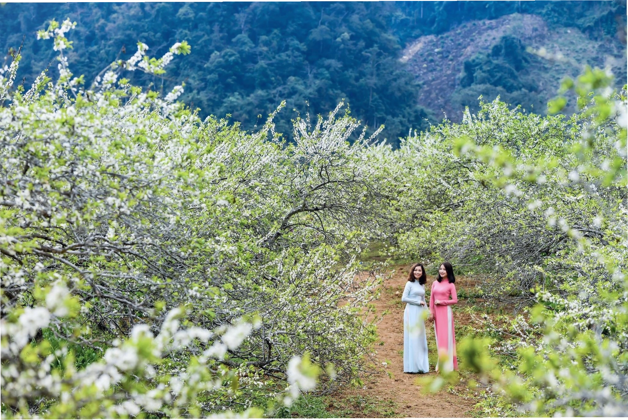 Vẻ quyến rũ của mùa hoa mận Hà Giang