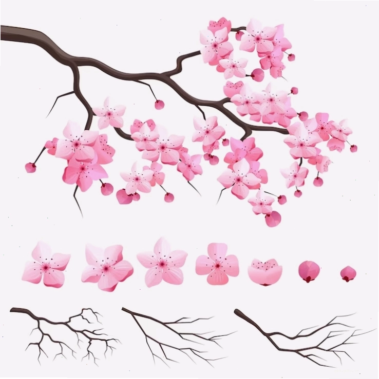Vector cành hoa anh đào sakura nhật bản với những bông hoa đang nở