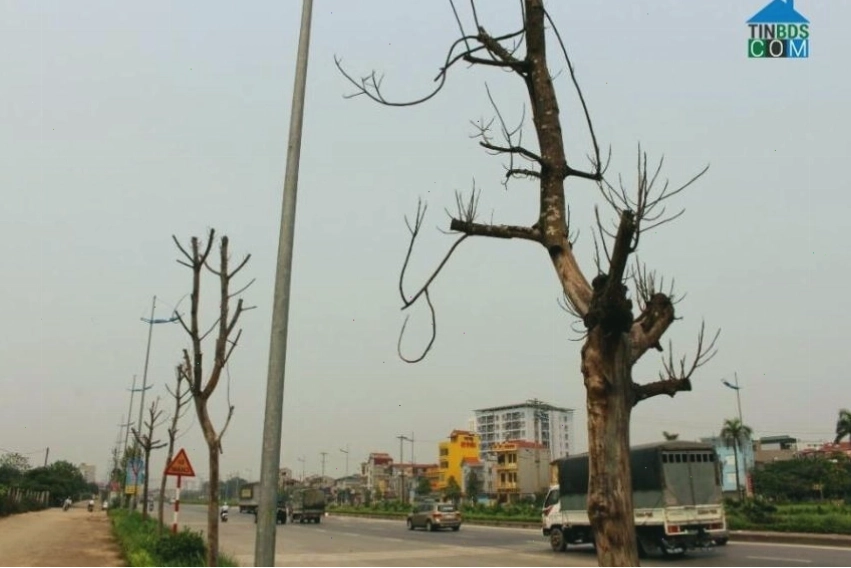 Vỉa hè rộng rãi và cây xanh trên Đường Lý Sơn, Long Biên