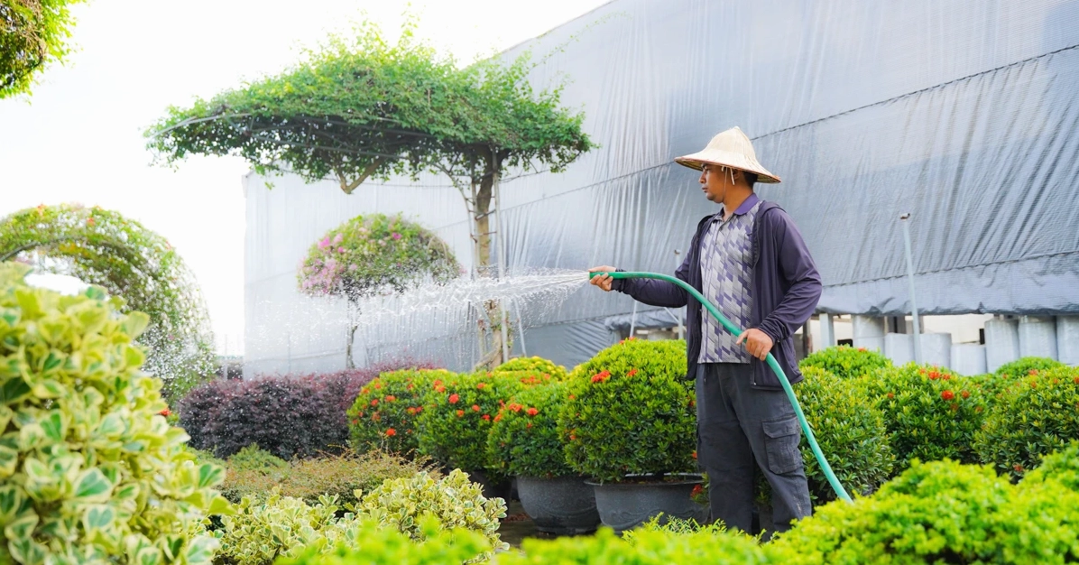 Vựa Cây Cảnh Văn Giang: Khám Phá Thế Giới Bonsai Độc Lạ Chuẩn Bị Đón Tết 2026