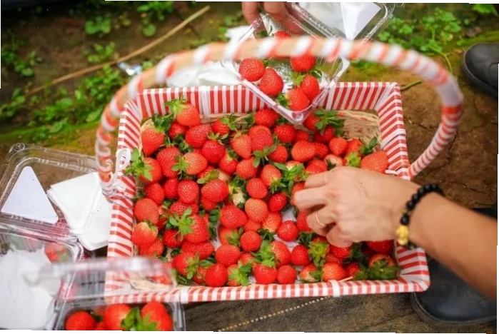 Vườn dâu tây Papi Farm rực rỡ sắc đỏ