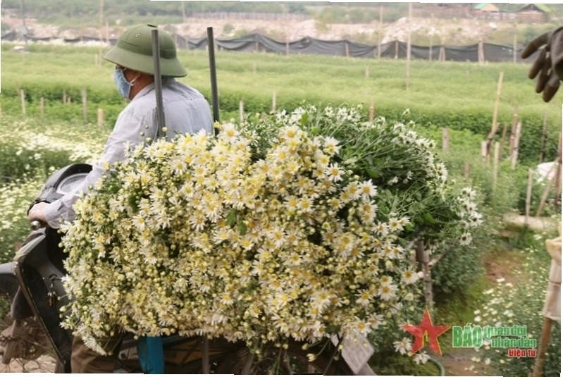 Vườn hoa cúc họa mi trắng tinh khôi