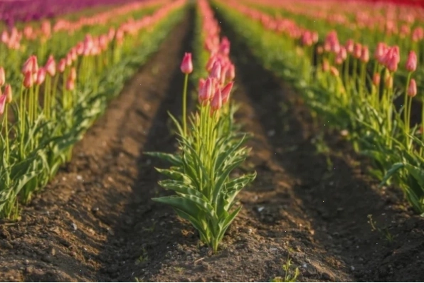 Vườn hoa Tulip Kamiyubetsu với muôn vàn sắc màu