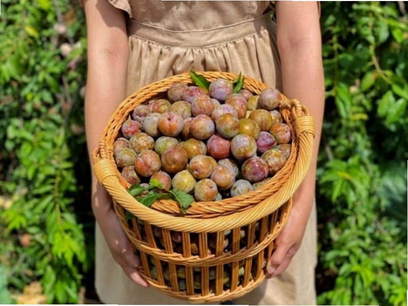 Vườn mận Bích Hạnh tại thung lũng Nà Ka, Mộc Châu với những cành mận trĩu quả