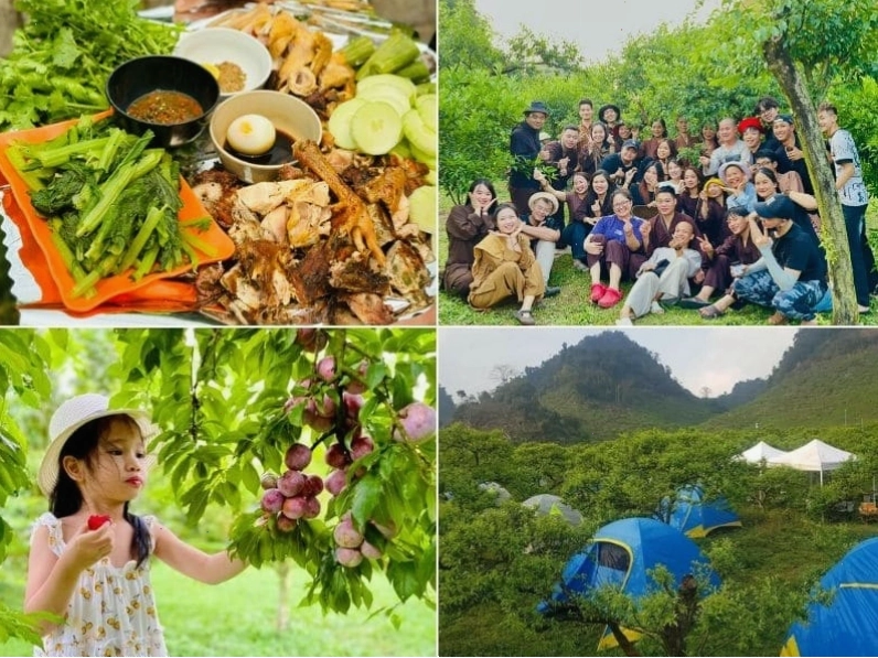 Vườn mận Hải Yến - điểm check-in cực hot mùa mận chín với những quả mận đỏ mọng