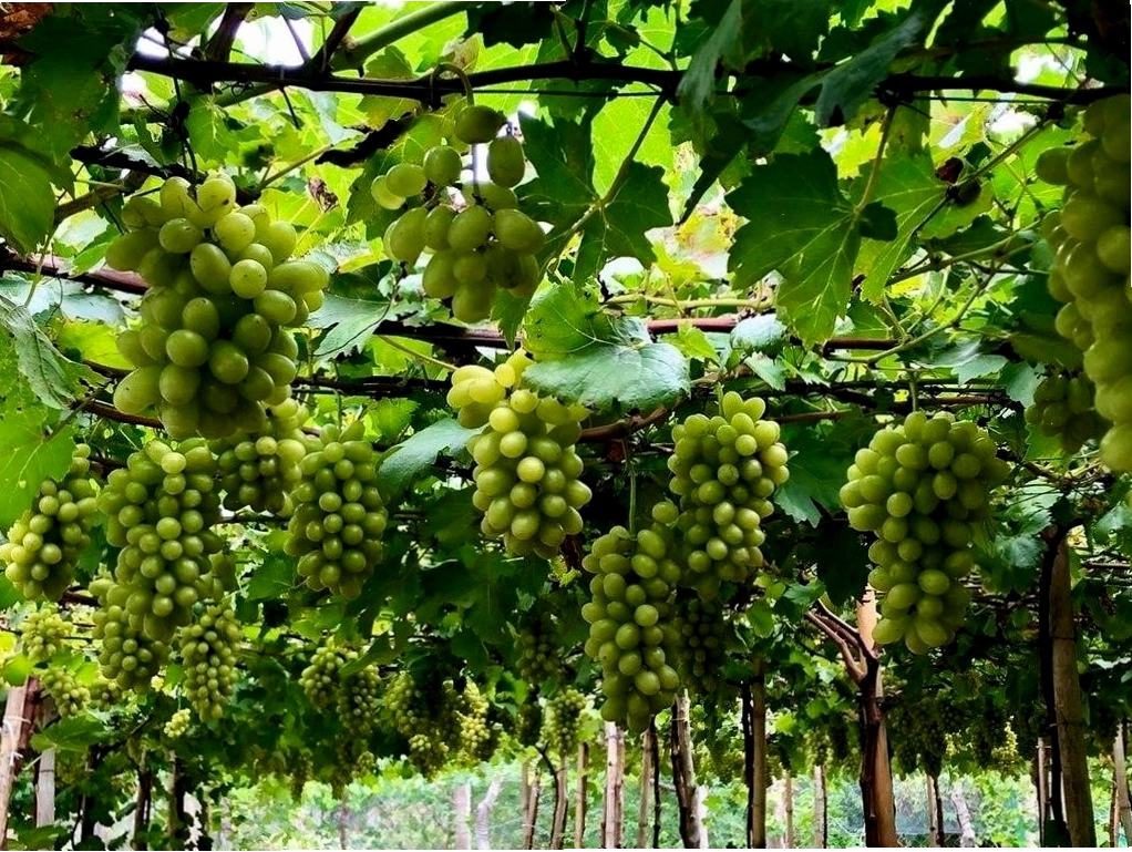 Vườn nho Ba Mọi Ninh Thuận sai trĩu quả