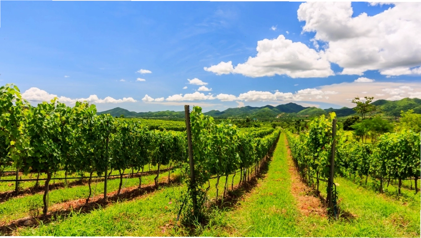 Vườn nho tại Hua Hin Hills - địa điểm tham quan và thưởng thức đặc sản