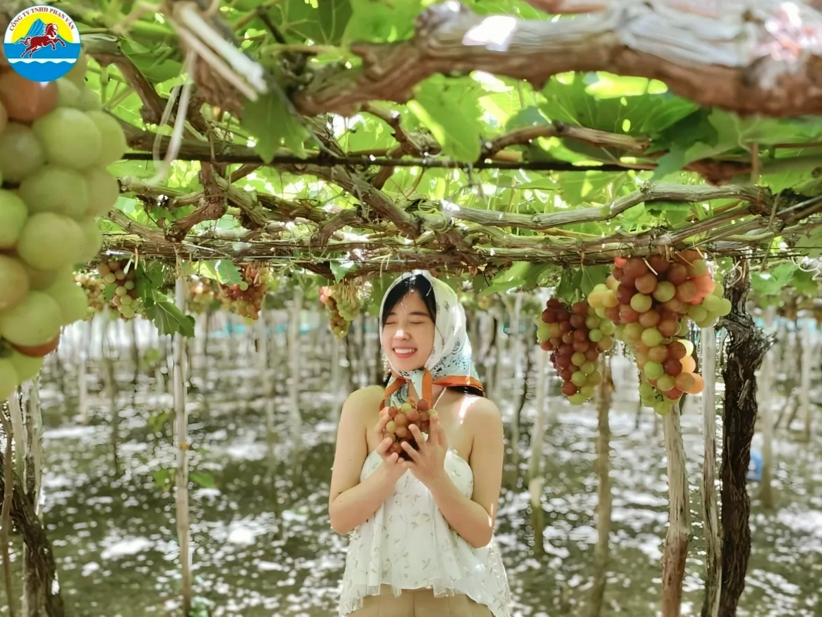 Vườn nho Thái An với những chùm nho sai trĩu quả