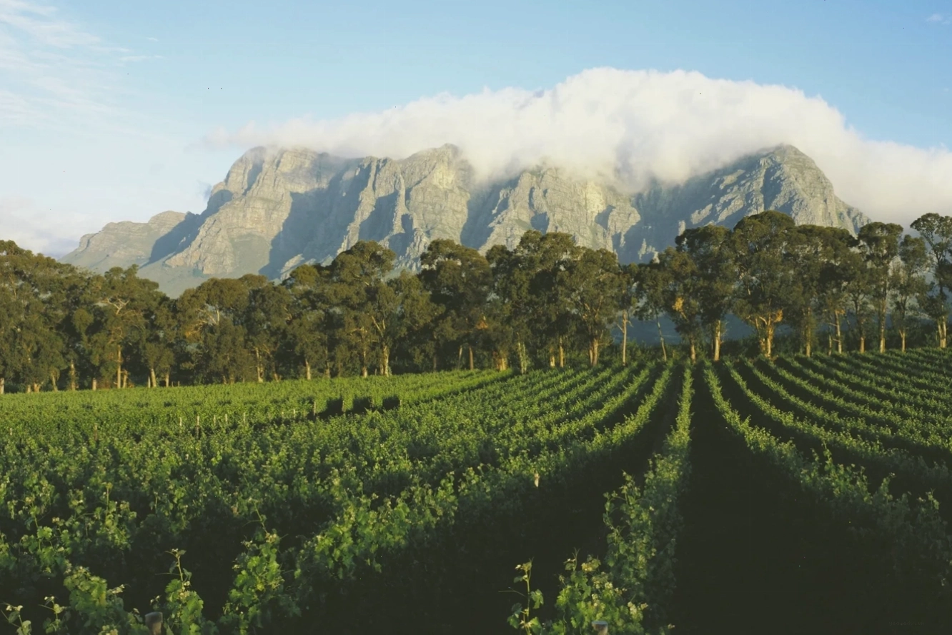 Vườn nho xanh mướt trải dài tại vùng Cape Winelands