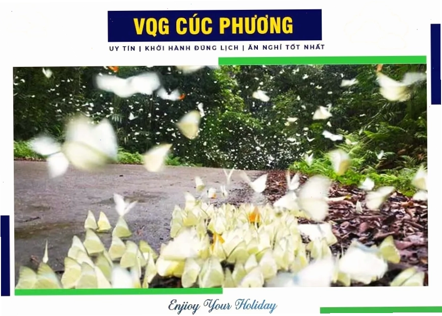 Vườn Quốc gia Cúc Phương mùa bướm nở rộ