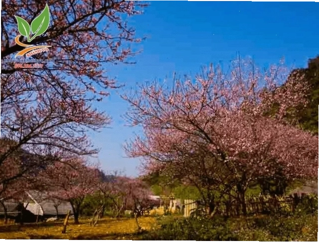 Vườn ươm cây mai anh đào giống chất lượng cao