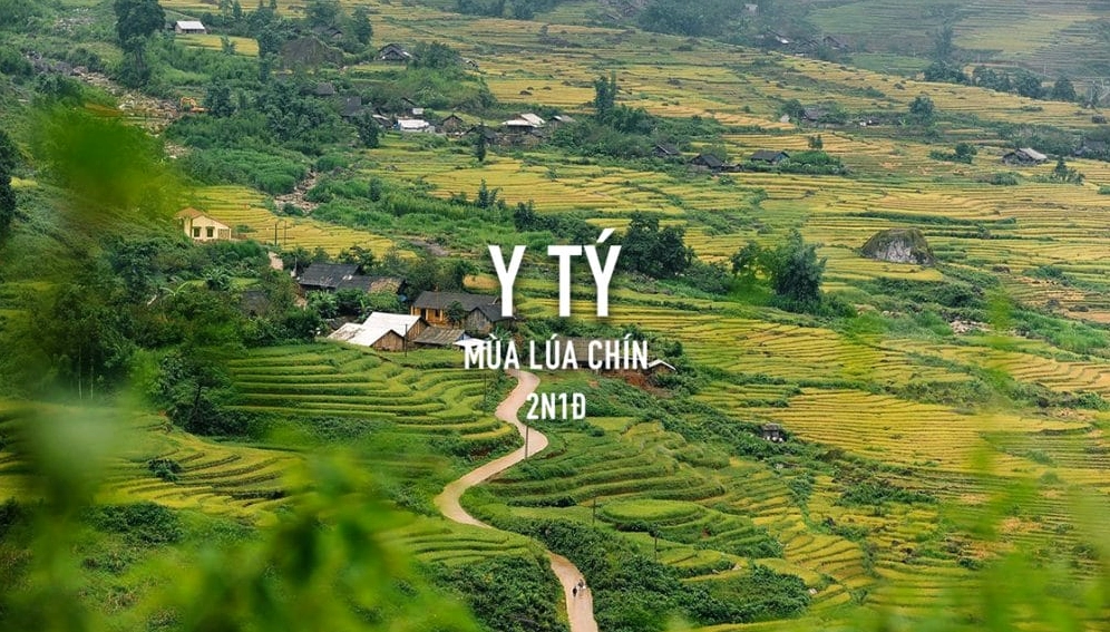 Y Tý mùa lúa chín: Khám phá bức tranh vàng nơi rẻo cao Lào Cai